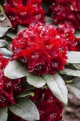 Rhododendron hybr cherry gebraucht kaufen  Wird an jeden Ort in Deutschland
