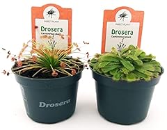 Drosera aliciae paradoxa usato  Spedito ovunque in Italia 