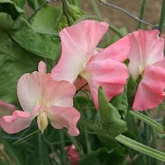 Seeds sweet pea for sale  Delivered anywhere in UK
