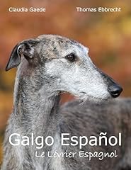 Galgo español lévrier d'occasion  Livré partout en France