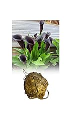 Zantedeschia black star for sale  Delivered anywhere in UK