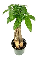 Money tree braided for sale  Delivered anywhere in USA 
