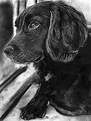 Black working cocker for sale  Delivered anywhere in UK