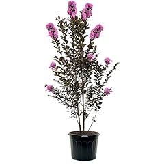 Lavender skies crape for sale  Delivered anywhere in USA 