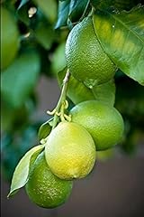 Lime citrus aurantifolia usato  Spedito ovunque in Italia 