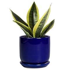 Sunpotfor succulent pot for sale  Delivered anywhere in USA 