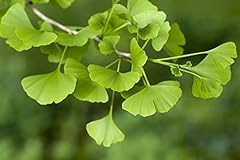 Live ginkgo tree for sale  Delivered anywhere in USA 