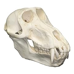 Hamadryas baboon skull for sale  Delivered anywhere in USA 