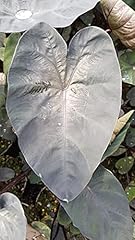 Colocasia esculenta painted d'occasion  Livré partout en France