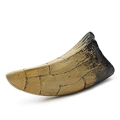 Fossilized teeth claws for sale  Delivered anywhere in USA 