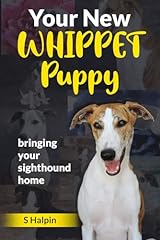 New whippet puppy for sale  Delivered anywhere in UK