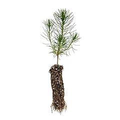 Shore pine small for sale  Delivered anywhere in USA 