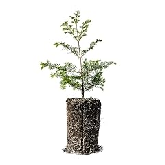 Dawn redwood tree for sale  Delivered anywhere in USA 