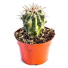 Live cactus plant for sale  Delivered anywhere in USA 