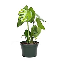 American plant monstera for sale  Delivered anywhere in USA 