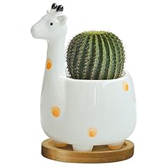 Gelive giraffe succulent for sale  Delivered anywhere in USA 