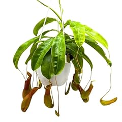 Bubbleblooms carnivorous plant for sale  Delivered anywhere in USA 