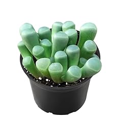 Live succulent baby for sale  Delivered anywhere in USA 