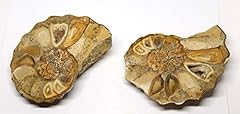 Ammonite acanthoceras split for sale  Delivered anywhere in USA 