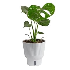 Costa farms live for sale  Delivered anywhere in USA 
