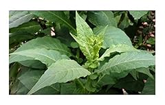 Pcs 25x nicotiana d'occasion  Livré partout en France