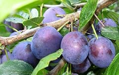 Prugno pianta frutta usato  Spedito ovunque in Italia 