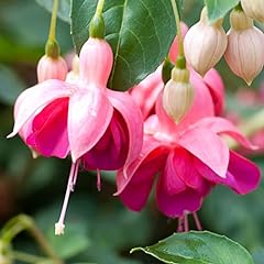 Fuchsia garden news for sale  Delivered anywhere in UK
