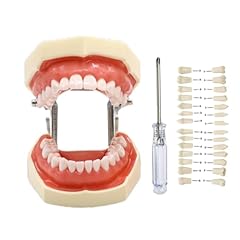 Typodont teeth model for sale  Delivered anywhere in USA 