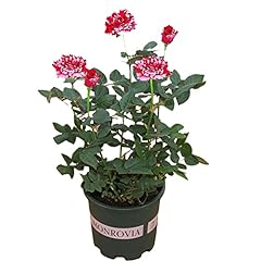 Rose plants live for sale  Delivered anywhere in USA 