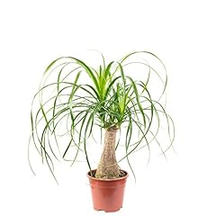 Beaucarnea tronco pianta gebraucht kaufen  Wird an jeden Ort in Deutschland