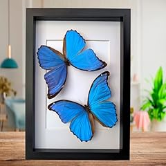 Insectrum cadre bleu d'occasion  Livré partout en France