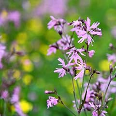Ragged robin wildflower for sale  Delivered anywhere in UK