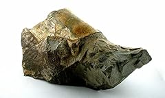 Inch 13.7 baculite for sale  Delivered anywhere in USA 