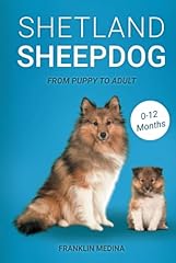 Shetland sheepdog for sale  Delivered anywhere in UK