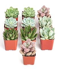 Shop succulents rosette for sale  Delivered anywhere in USA 