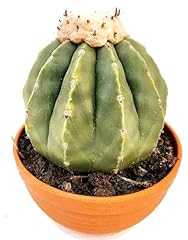 Powers flowers melocactus usato  Spedito ovunque in Italia 
