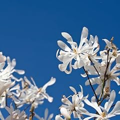 Yougarden white magnolia for sale  Delivered anywhere in UK