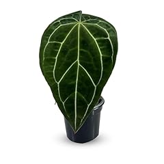 Anthurium crystallinum leal for sale  Delivered anywhere in USA 