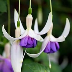 Fuchsia deltas sarah for sale  Delivered anywhere in UK