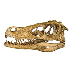 Velociraptor dinosaur skull for sale  Delivered anywhere in USA 