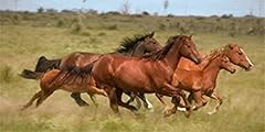 Wild horses running for sale  Delivered anywhere in USA 