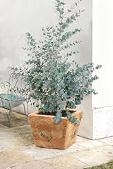 Eucalyptus gunnii ready for sale  Delivered anywhere in UK