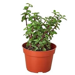 Succulent elephant bush for sale  Delivered anywhere in USA 