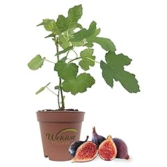 Violet bordeaux fig for sale  Delivered anywhere in USA 