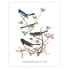 Finch variety art for sale  Delivered anywhere in USA 