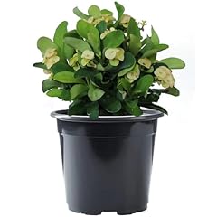 American plant live for sale  Delivered anywhere in USA 