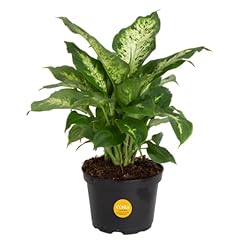 Costa farms dieffenbachia for sale  Delivered anywhere in USA 