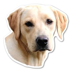 Labrador retriever dog for sale  Delivered anywhere in USA 