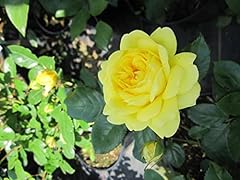 Rosa yellow meilove gebraucht kaufen  Wird an jeden Ort in Deutschland