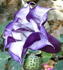 Semillas datura metel d'occasion  Livré partout en Belgiqu